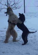 Photo: Afghan hound (Dog standard)