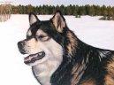 Photos: Alaskan malamute (Dog standard) (pictures, images)