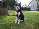 Photos: Alaskan malamute (Dog standard) (pictures, images)