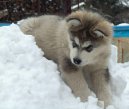 Photos: Alaskan malamute (Dog standard) (pictures, images)