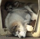 Photos: Alaskan malamute (Dog standard) (pictures, images)