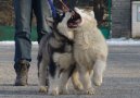 Photos: Alaskan malamute (Dog standard) (pictures, images)