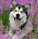 Photos: Alaskan malamute (Dog standard) (pictures, images)