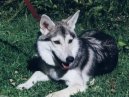 Photos: Alaskan malamute (Dog standard) (pictures, images)