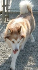 Photos: Alaskan malamute (Dog standard) (pictures, images)