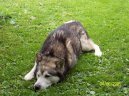 Photos: Alaskan malamute (Dog standard) (pictures, images)