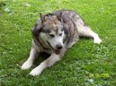 Photos: Alaskan malamute (Dog standard) (pictures, images)