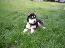 Photos: Alaskan malamute (Dog standard) (pictures, images)