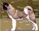 Photos: American akita (Dog standard) (pictures, images)