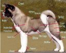 Photo: American akita (Dog standard)