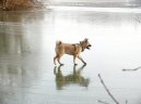 Photo: American akita (Dog standard)