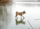 Photos: American akita (Dog standard) (pictures, images)