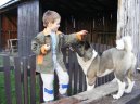 Photos: American akita (Dog standard) (pictures, images)