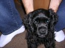 Photos: American cocker spaniel (Dog standard) (pictures, images)