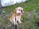 Photo: American cocker spaniel (Dog standard)