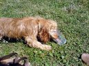 Photo: American cocker spaniel (Dog standard)