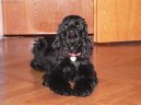 Photos: American cocker spaniel (Dog standard) (pictures, images)