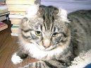 Photos: American Curl (Cat) (pictures, images)