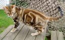 Photos: American Shorthair (Cat) (pictures, images)