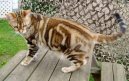 Photo: American Shorthair (Cat)