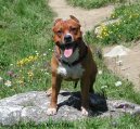 Photos: American staffordshire terrier (Dog standard) (pictures, images)