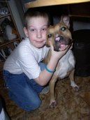 Photos: American staffordshire terrier (Dog standard) (pictures, images)