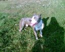 Photos: American staffordshire terrier (Dog standard) (pictures, images)