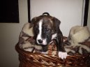 Photos: American staffordshire terrier (Dog standard) (pictures, images)