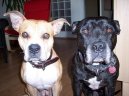 Photos: American staffordshire terrier (Dog standard) (pictures, images)