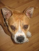 Photos: American staffordshire terrier (Dog standard) (pictures, images)