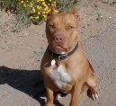 Photos: American staffordshire terrier (Dog standard) (pictures, images)