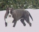 Photos: American staffordshire terrier (Dog standard) (pictures, images)