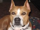 Photos: American staffordshire terrier (Dog standard) (pictures, images)