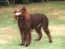 Photos: American water spaniel (Dog standard) (pictures, images)