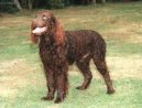 Photo: American water spaniel (Dog standard)