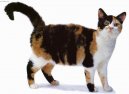 Photos: American Wirehair (Cat) (pictures, images)