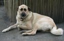 Photo: Anatolian shepherd dog (Dog standard)