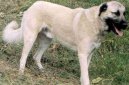 Photos: Anatolian shepherd dog (Dog standard) (pictures, images)