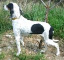 Photo: Ariege-hound (Dog standard)