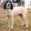 Photo: Ariege-hound (Dog standard)