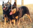 Photos: Australian cattle dog (Dog standard) (pictures, images)