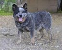 Photos: Australian cattle dog (Dog standard) (pictures, images)