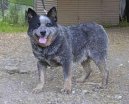 Photo: Australian cattle dog (Dog standard)