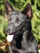 Photo: Australian kelpie (Dog standard)