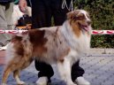 Photos: Australian shepherd (Dog standard) (pictures, images)