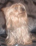 Photos: Australian silky terrier (Dog standard) (pictures, images)