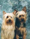 Photos: Australian silky terrier (Dog standard) (pictures, images)