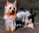 Photos: Australian silky terrier (Dog standard) (pictures, images)