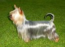 Photos: Australian silky terrier (Dog standard) (pictures, images)