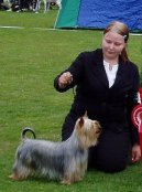 Photo: Australian silky terrier (Dog standard)